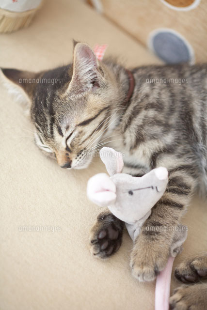 ねずみのぬいぐるみと寝る猫[21028008621A]の写真素材・イラスト素材 