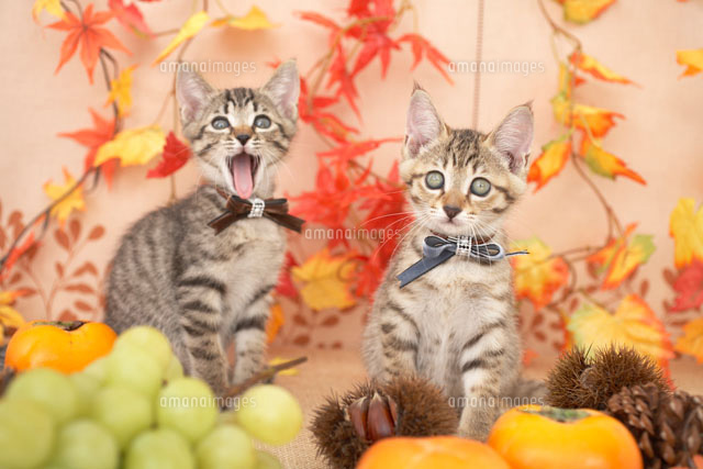 2匹の猫と柿と栗とぶどうと紅葉[21028008760A]の写真素材・イラスト 