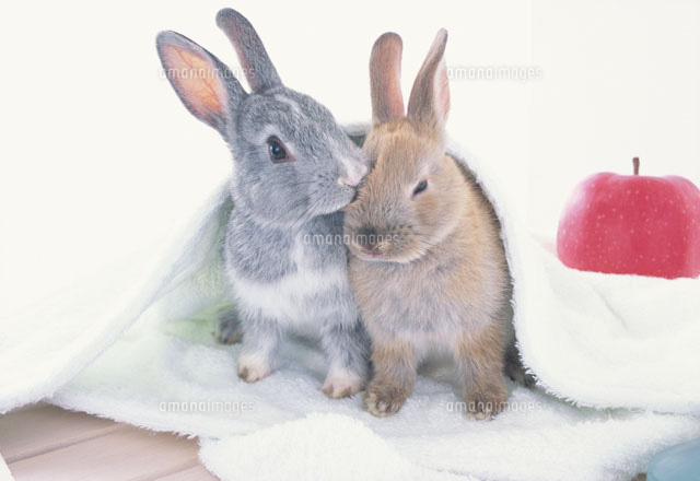 白いタオルを被った2匹のウサギとリンゴ の写真素材 イラスト素材 アマナイメージズ