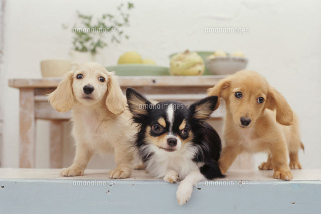 3匹の犬（ミニチュアダックスフンド チワワ）[21028009988]の写真