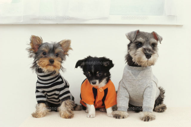 3匹の犬 ミニチュアシュナウザー ヨークシャテリア チワワ c の写真素材 イラスト素材 アマナイメージズ