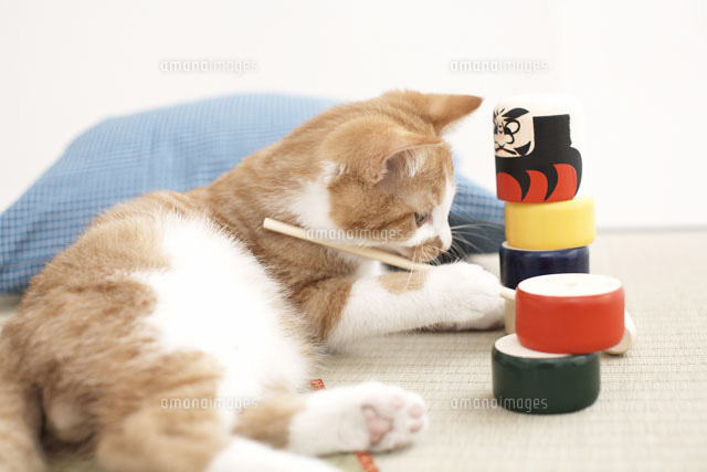 だるま落としにじゃれる子猫（雑種）[21028010239]の写真素材 