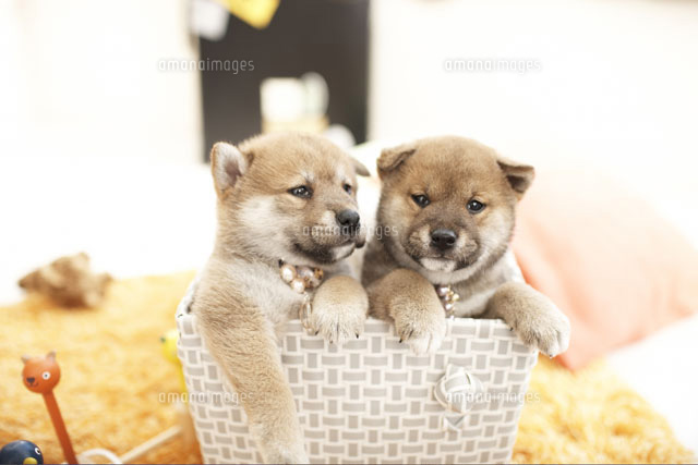 カゴから顔を出す2匹の犬 柴犬 a の写真素材 イラスト素材 アマナイメージズ カゴから顔を出す2匹の犬 柴犬 a の写真素材 イラスト素材 アマナイメージズ