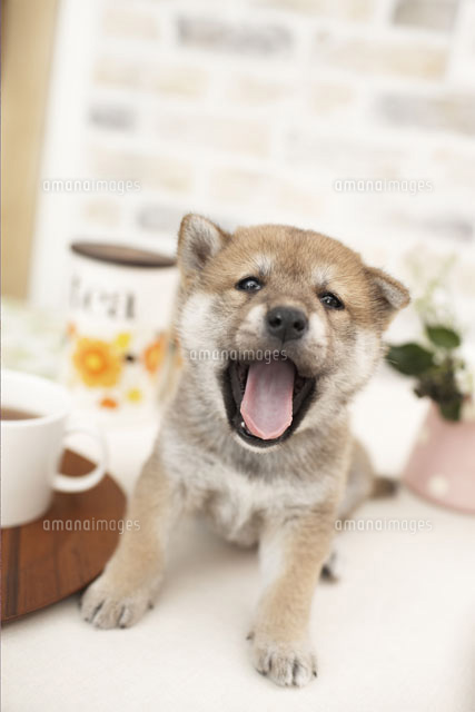飲み物のそばに座る犬 柴犬 a の写真素材 イラスト素材 アマナイメージズ
