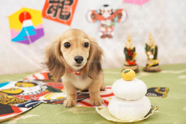 ☆rara ミニチュアダックスフンド ダックス お正月わんこ お正月飾り