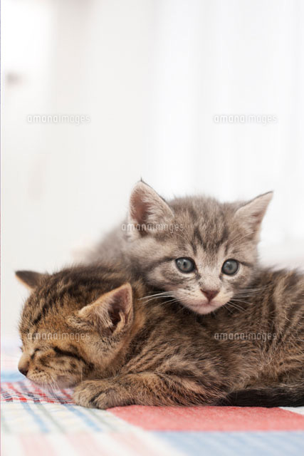 重なる2匹の猫 の写真素材 イラスト素材 アマナイメージズ