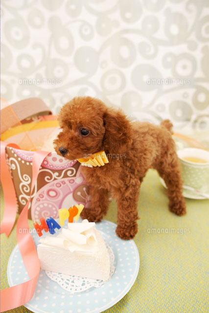 ケーキとトイプードル の写真素材 イラスト素材 アマナイメージズ