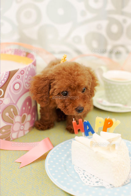 ケーキとトイプードル の写真素材 イラスト素材 アマナイメージズ
