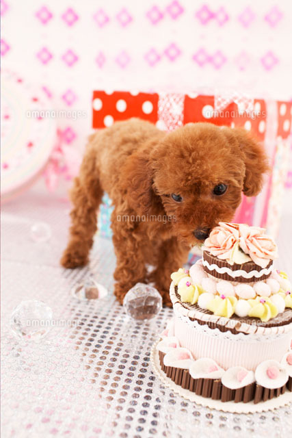 ケーキとトイプードル の写真素材 イラスト素材 アマナイメージズ