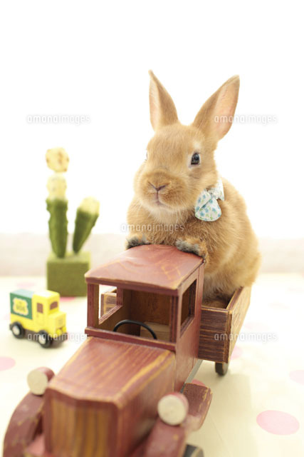おもちゃの自動車に乗るうさぎ a の写真素材 イラスト素材 アマナイメージズ おもちゃの自動車に乗るうさぎ a の写真素材 イラスト素材 アマナイメージズ