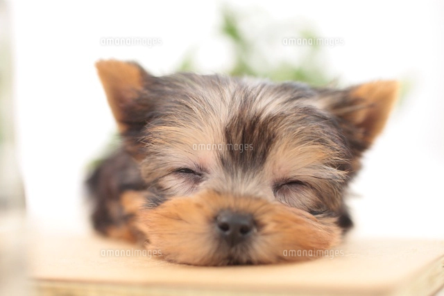 トイプードルとレモン の写真素材 イラスト素材 アマナイメージズ