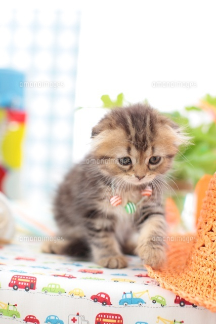 麦わら帽子とスコティッシュフォールド[21028014707]の写真・イラスト