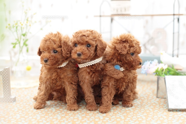 並んで座るトイプードル3匹とオブジェ[21028015189]の写真・イラスト