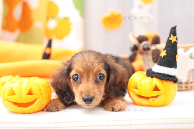 ミニチュアダックスフンドとハロウィングッズ[21028015429]の写真