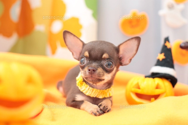 チワワとハロウィングッズ[21028015436]の写真・イラスト素材｜アマナ