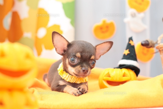 チワワとハロウィングッズ[21028015436]の写真・イラスト素材｜アマナ