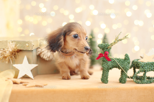 ミニチュアダックスフンドとクリスマス飾り[21028015711]の写真