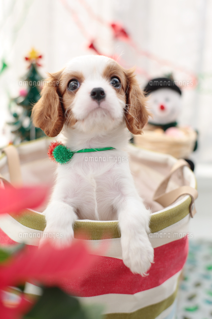 箱に入ったキャバリアとクリスマス飾り の写真素材 イラスト素材 アマナイメージズ