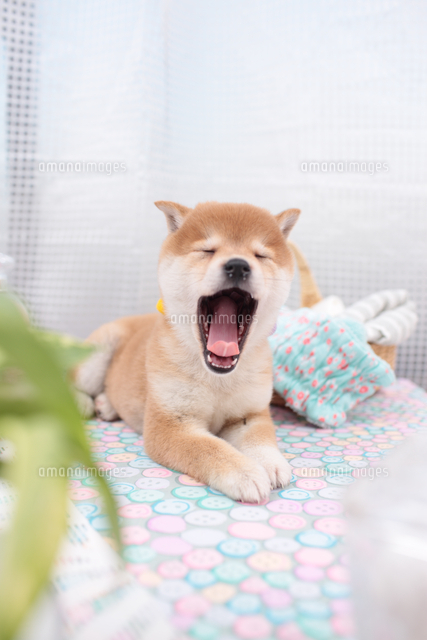 あくびをする柴犬 の写真素材 イラスト素材 アマナイメージズ