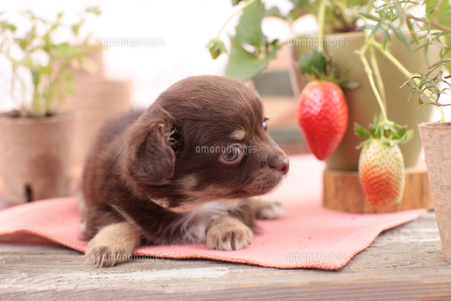 チワワといちご の写真素材 イラスト素材 アマナイメージズ