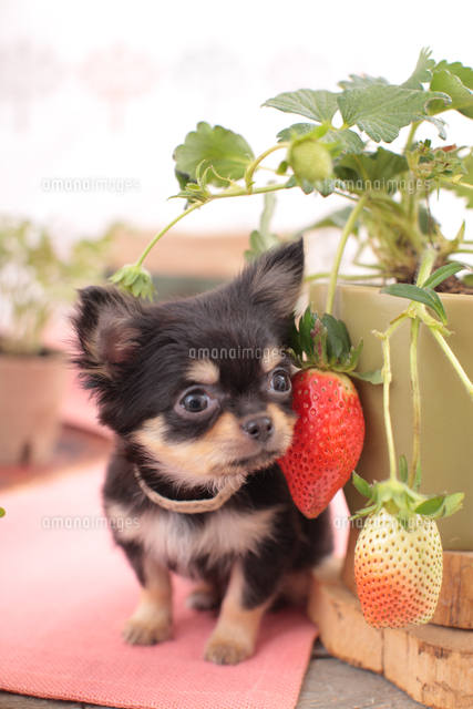 チワワといちご の写真素材 イラスト素材 アマナイメージズ
