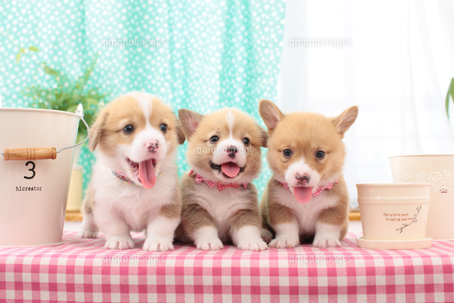 3匹のウェルシュ コーギー ペンブローク の写真素材 イラスト素材 アマナイメージズ