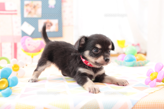 伸びをするチワワ の写真素材 イラスト素材 アマナイメージズ