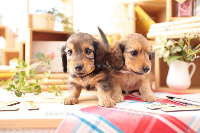 2匹のミニチュアダックスフンドの子犬 の写真素材 イラスト素材 アマナイメージズ