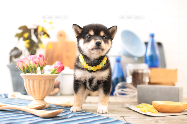 柴犬の子犬 の写真素材 イラスト素材 アマナイメージズ