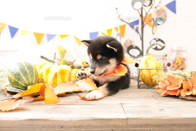 柴犬の子犬 の写真素材 イラスト素材 アマナイメージズ