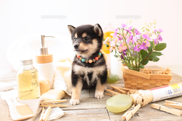 柴犬の子犬 の写真素材 イラスト素材 アマナイメージズ