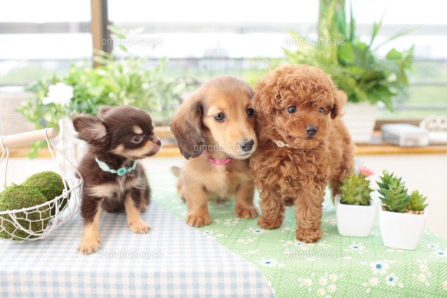 チワワとミニチュアダックスフンドとトイプードル の写真素材 イラスト素材 アマナイメージズ