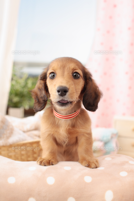 1匹のミニチュアダックスフンド の写真素材 イラスト素材 アマナイメージズ