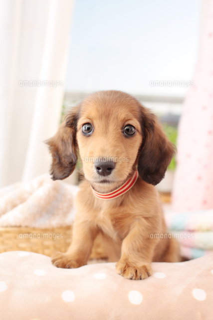 1匹のミニチュアダックスフンド の写真素材 イラスト素材 アマナイメージズ