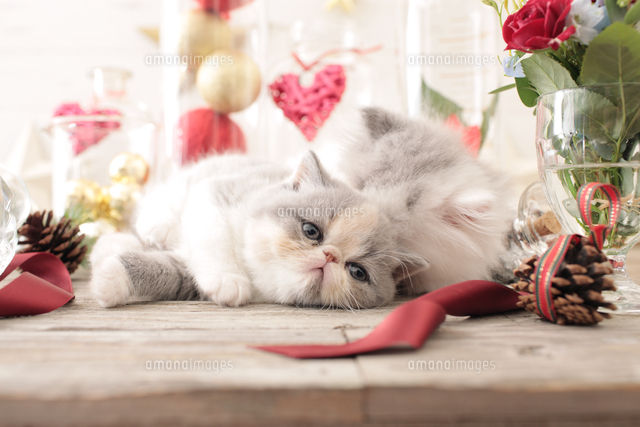 2匹の猫 エキゾチックショートヘアとエキゾチック ロングコート の写真素材 イラスト素材 アマナイメージズ