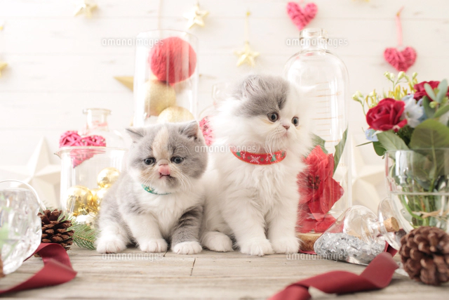 2匹の猫 エキゾチックショートヘアとエキゾチック（ロングコート