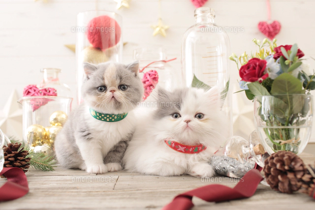 2匹の猫 エキゾチックショートヘアとエキゾチック（ロングコート