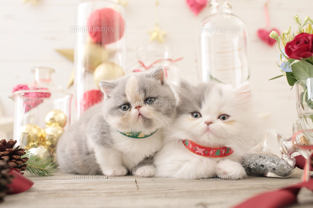 2匹の猫 エキゾチックショートヘアとエキゾチック（ロングコート