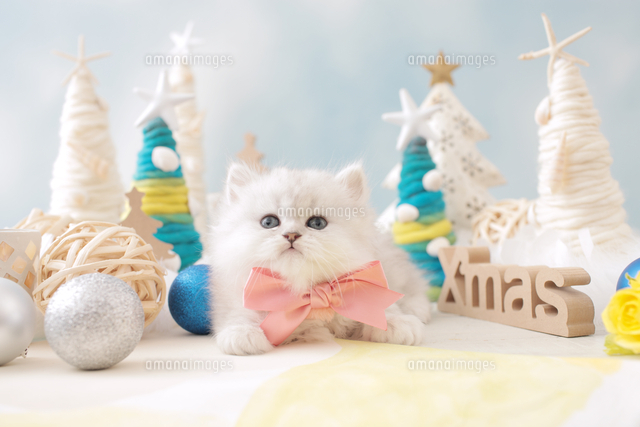 1匹の猫 ペルシャ（チンチラ シルバー）[21028023146]の写真