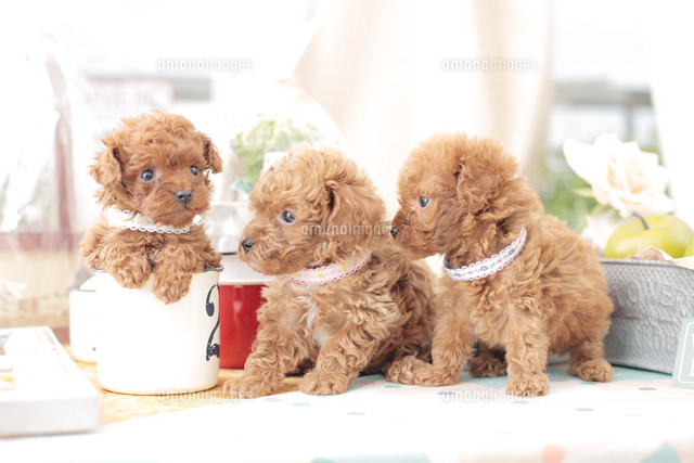 3匹の犬 ティーカッププードル の写真素材 イラスト素材 アマナイメージズ