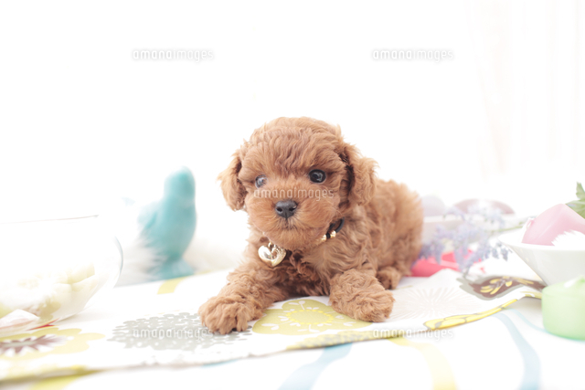 1匹の犬 トイプードル の写真素材 イラスト素材 アマナイメージズ