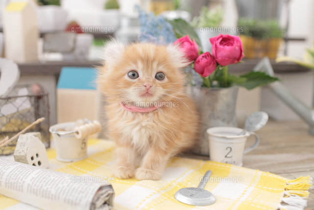 1匹の猫 アメリカンカール[21028023746]の写真素材・イラスト素材 