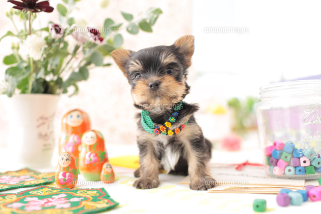 1匹の犬 ヨークシャーテリア の写真素材 イラスト素材 アマナイメージズ