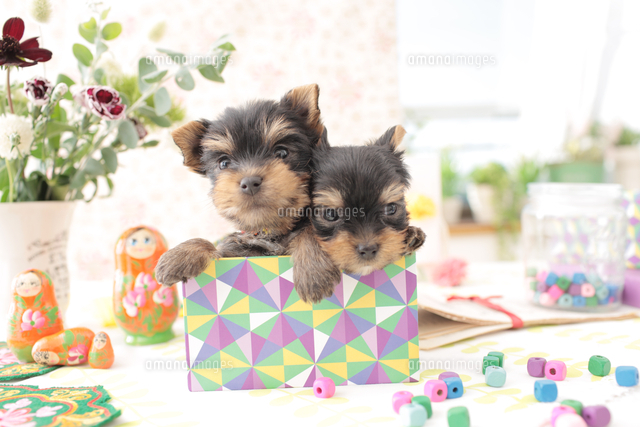 2匹の犬 ヨークシャーテリア の写真素材 イラスト素材 アマナイメージズ