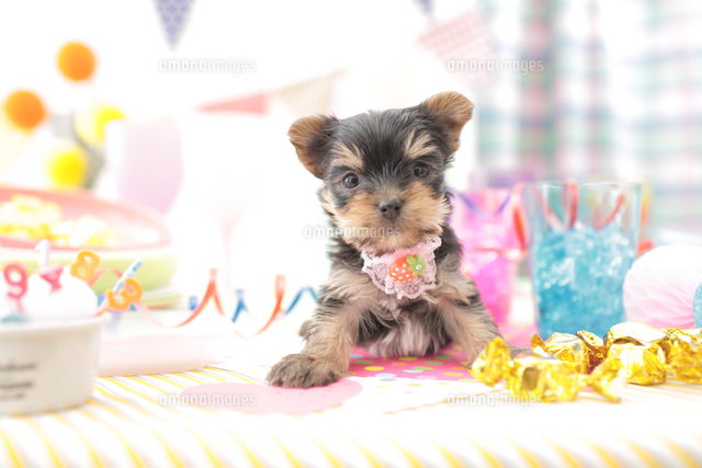 1匹の犬 ヨークシャーテリア の写真素材 イラスト素材 アマナイメージズ