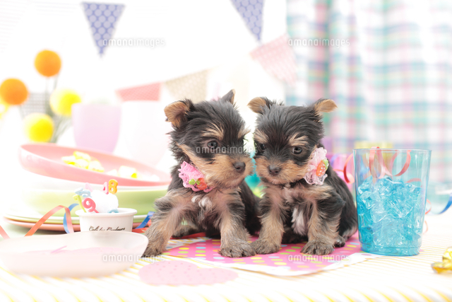 2匹の犬 ヨークシャーテリア の写真素材 イラスト素材 アマナイメージズ