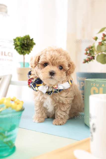 1匹の犬 ミックス マルチーズ トイプードル の写真素材 イラスト素材 アマナイメージズ