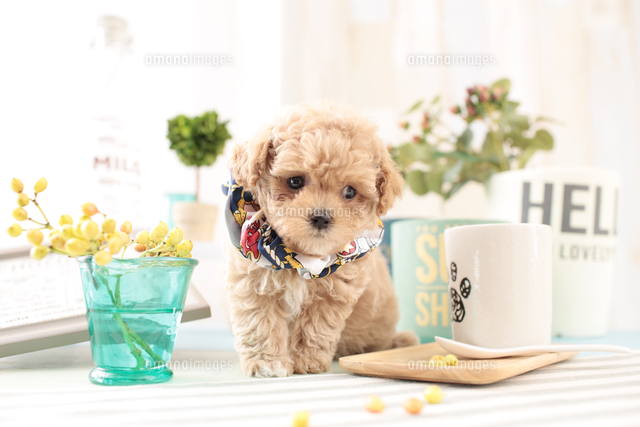 1匹の犬 ミックス マルチーズ トイプードル の写真素材 イラスト素材 アマナイメージズ