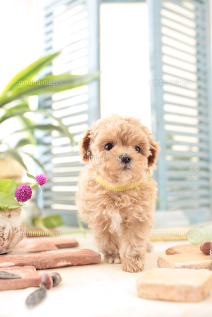 1匹の犬 ミックス マルチーズ トイプードル の写真素材 イラスト素材 アマナイメージズ