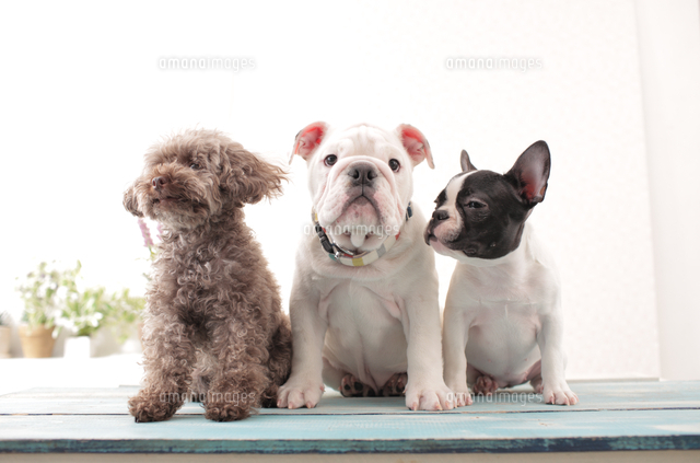 3匹の犬 トイプードル ブルドッグ フレンチブルドッグ の写真素材 イラスト素材 アマナイメージズ